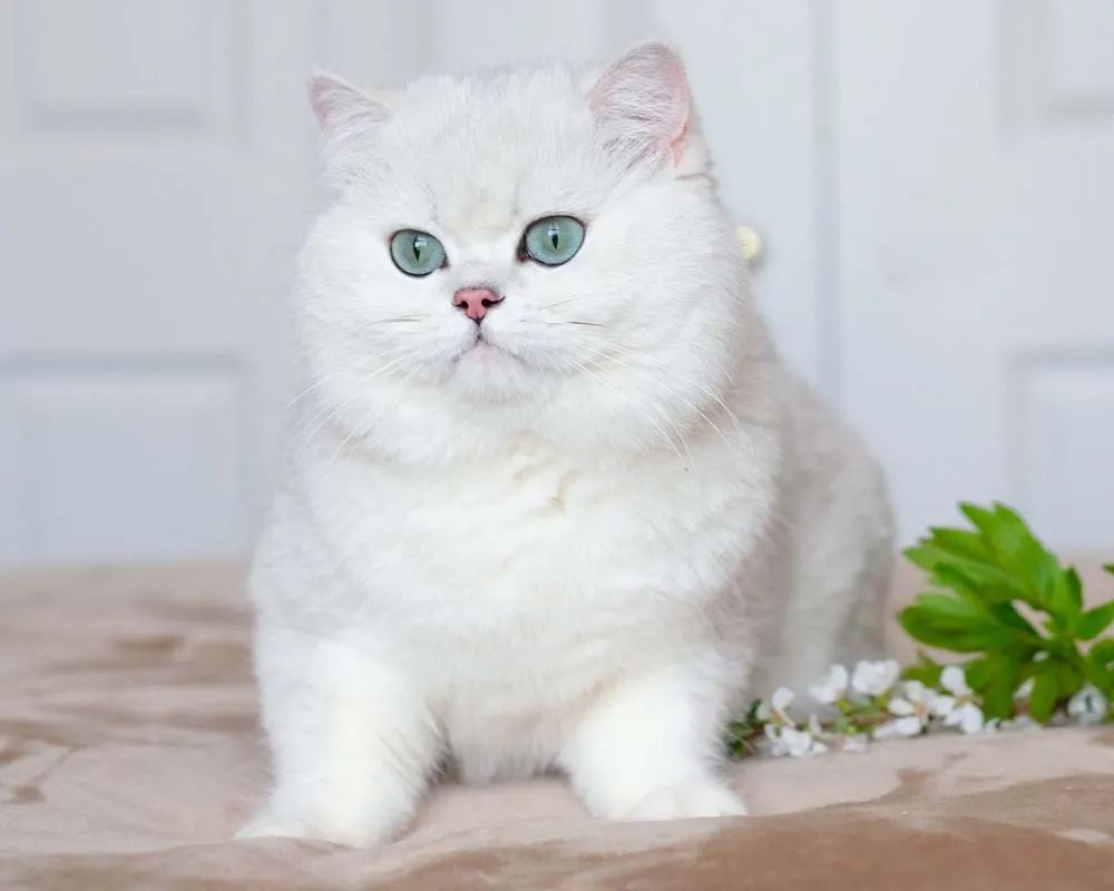 Everything You Need to Know About Silver Shaded Cats: Appearance, Personality, and Care