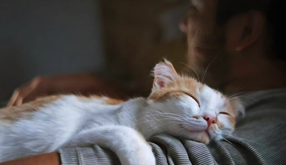 How to Help Your New Cat Settle In: Expert Tips for a Happy, Healthy Home