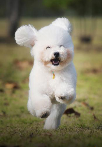 Poodles: A Comprehensive Guide to Appearance, Personality, and Care for Your Adorable Companion