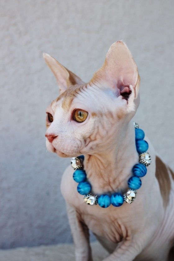 The World’s Most Expensive Cat: The Sphinx Cat King and What Makes It So Valuable