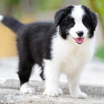 Why Border Collies Make Exceptional Pets: Intelligence, Loyalty, and Adaptability