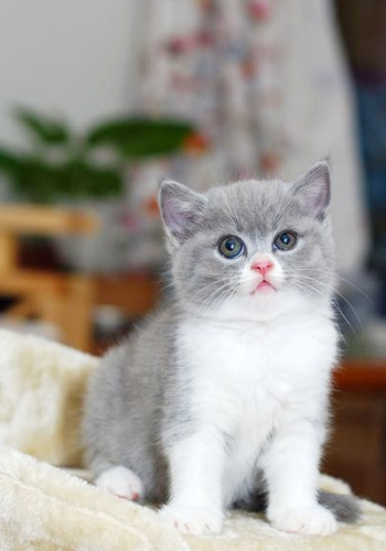 The Charming Personality Traits of Short-Haired Cats: Why They Make the Perfect Pets