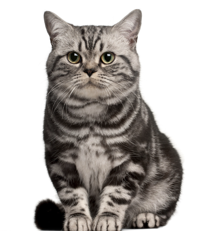 All You Need to Know About Shorthair Cats: Traits, Care, and Why They Make Great Pets